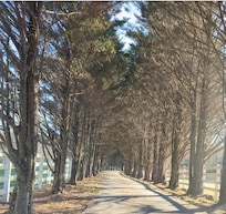 Canopy of trees lining the drive to house- beautiful