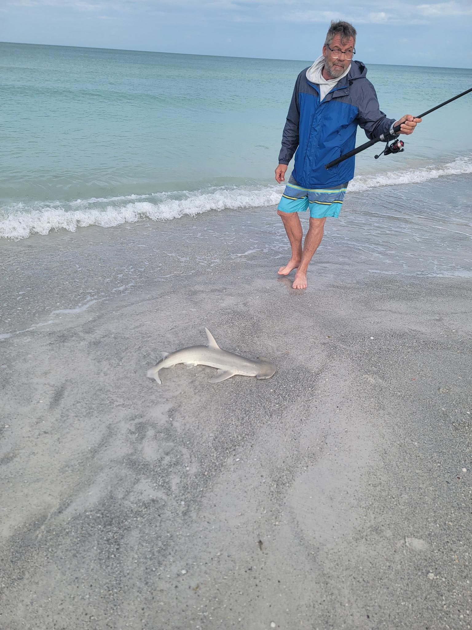 Caught a bonnethead shark