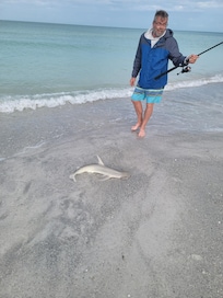 Caught a bonnethead shark
