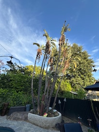 Gigantica Bird of Paradise