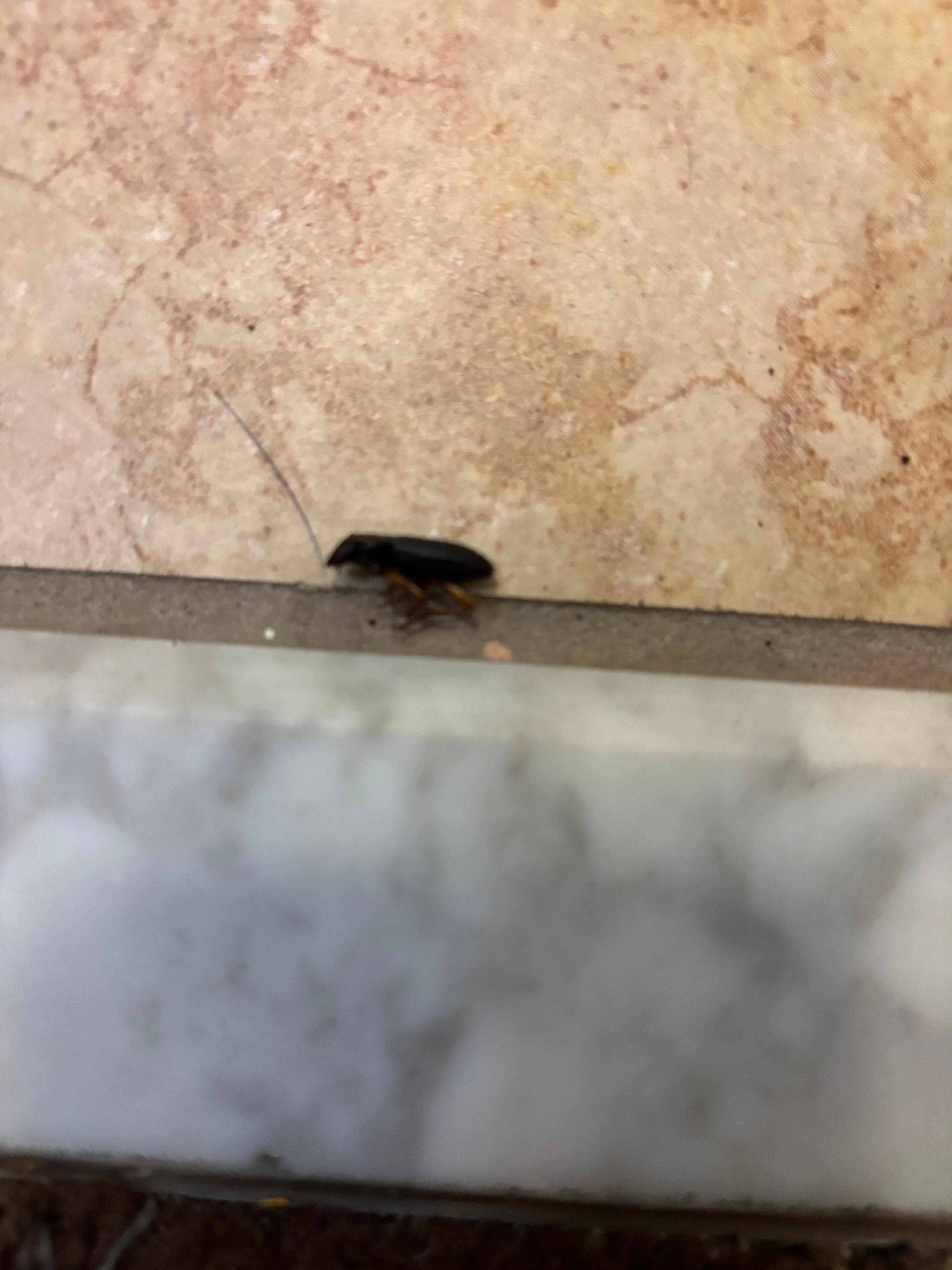 Bug in room