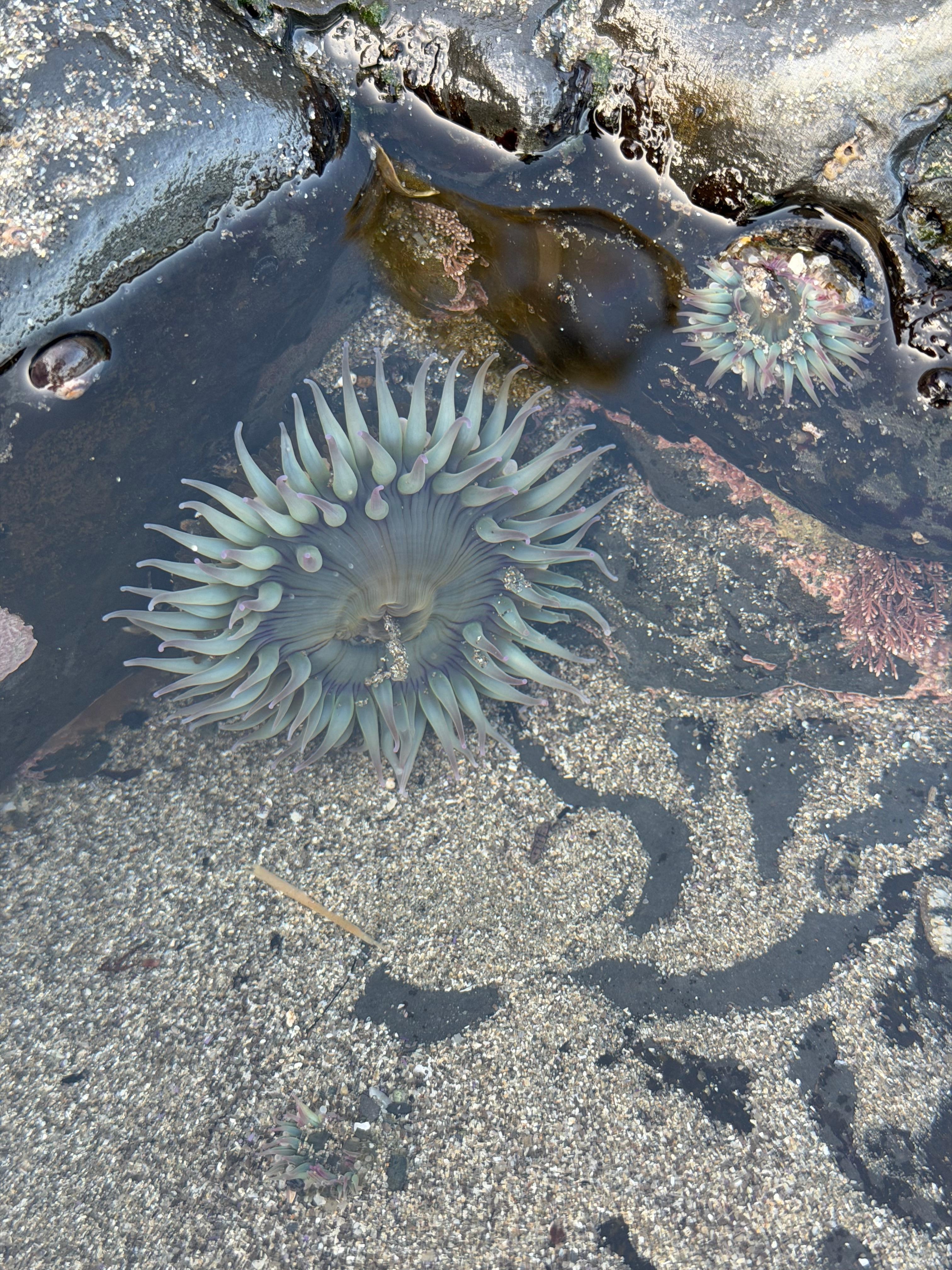 Tide pools