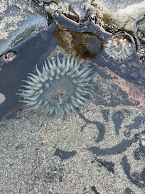 Tide pools