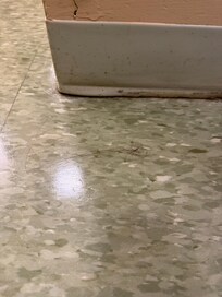 One the many pets in the room