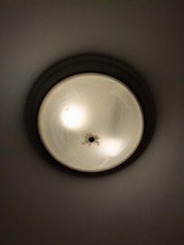 Bugs in the light fixture