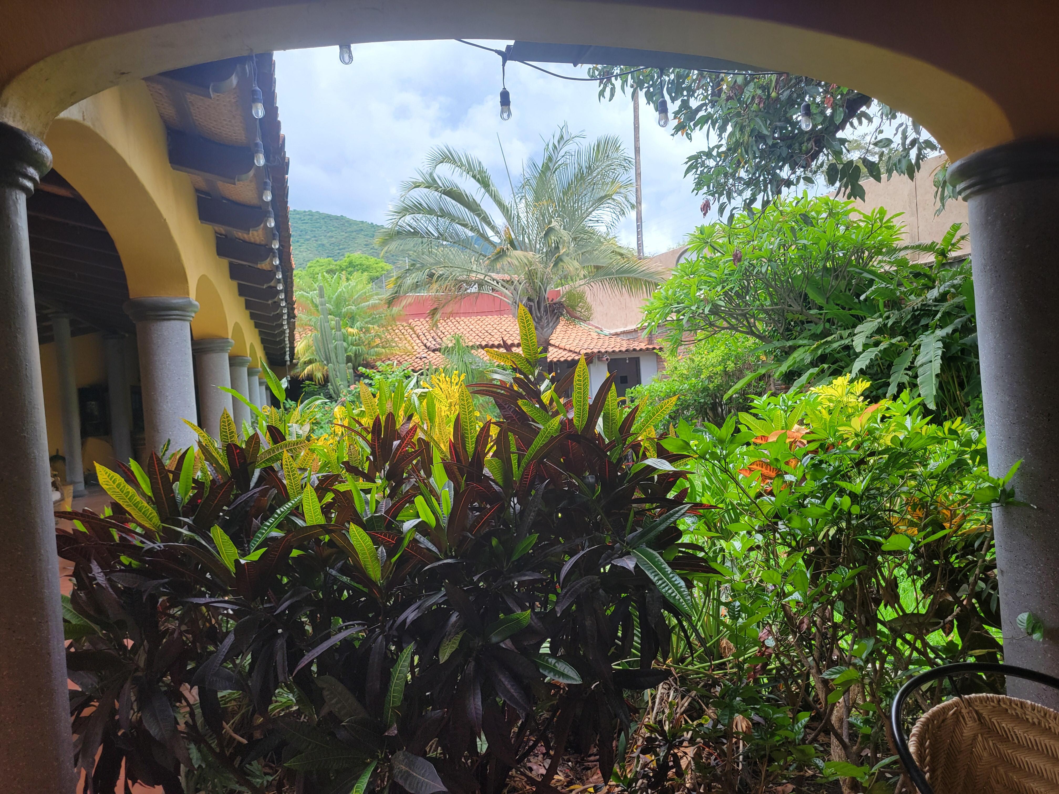 Privacy hedge, looking toward the courtyard 