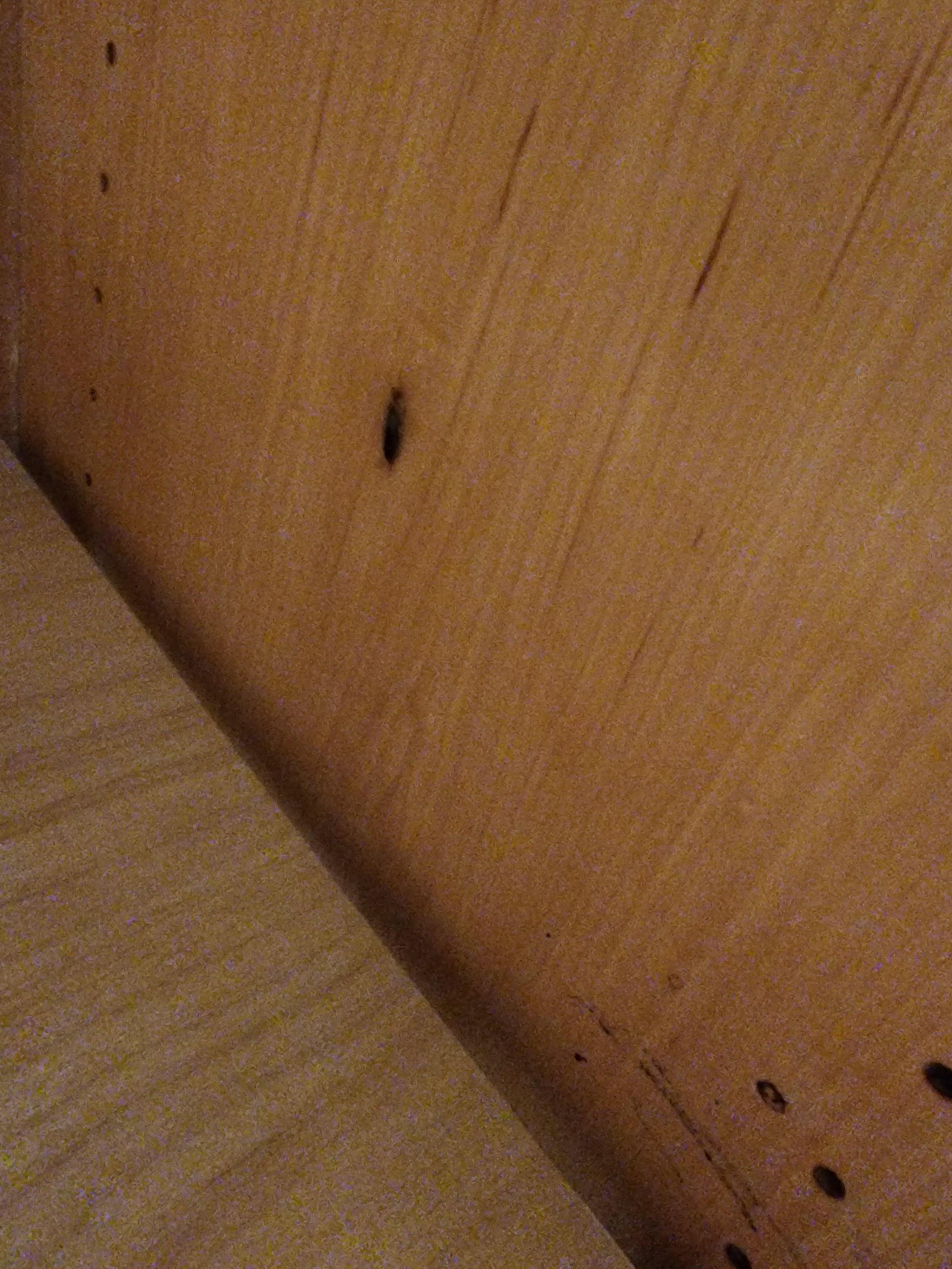 Bug on the wall