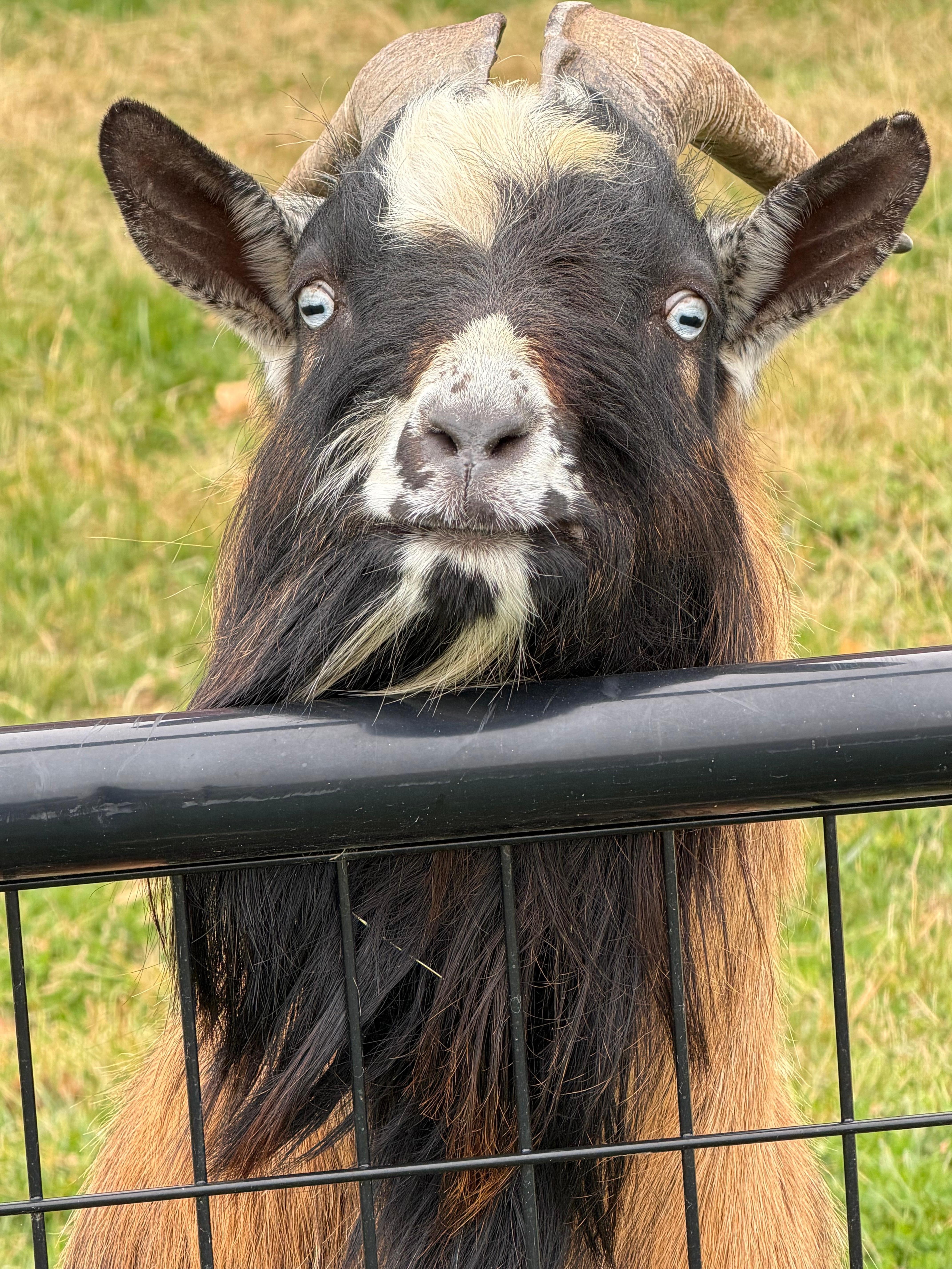Long haired goat 