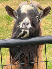 Long haired goat