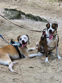 Pups on a suggested Starved Rock hike. They were happy to come back to the cool, comfy MarqII!
