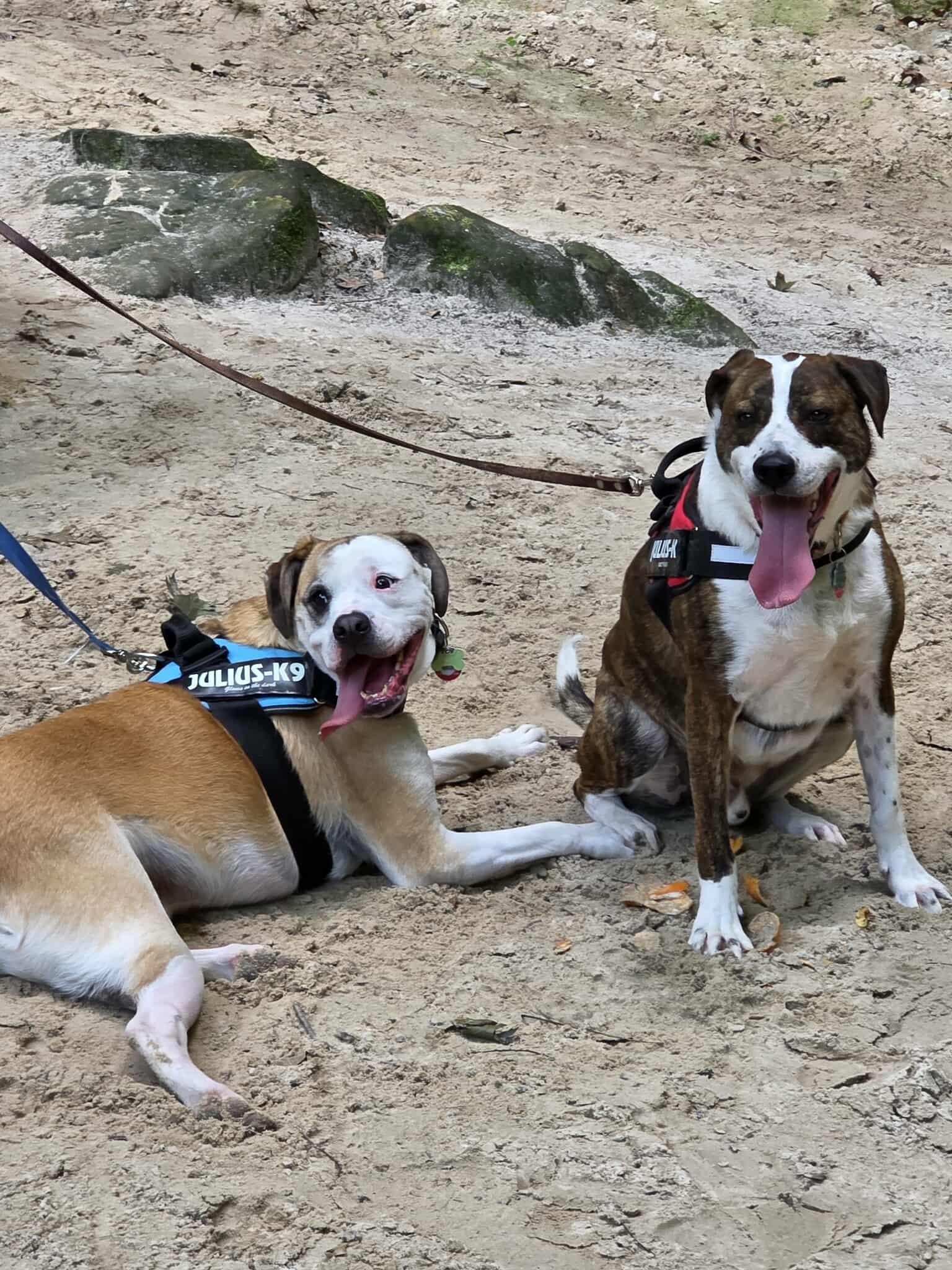 Pups on a suggested Starved Rock hike. They were happy to come back to the cool, comfy MarqII!