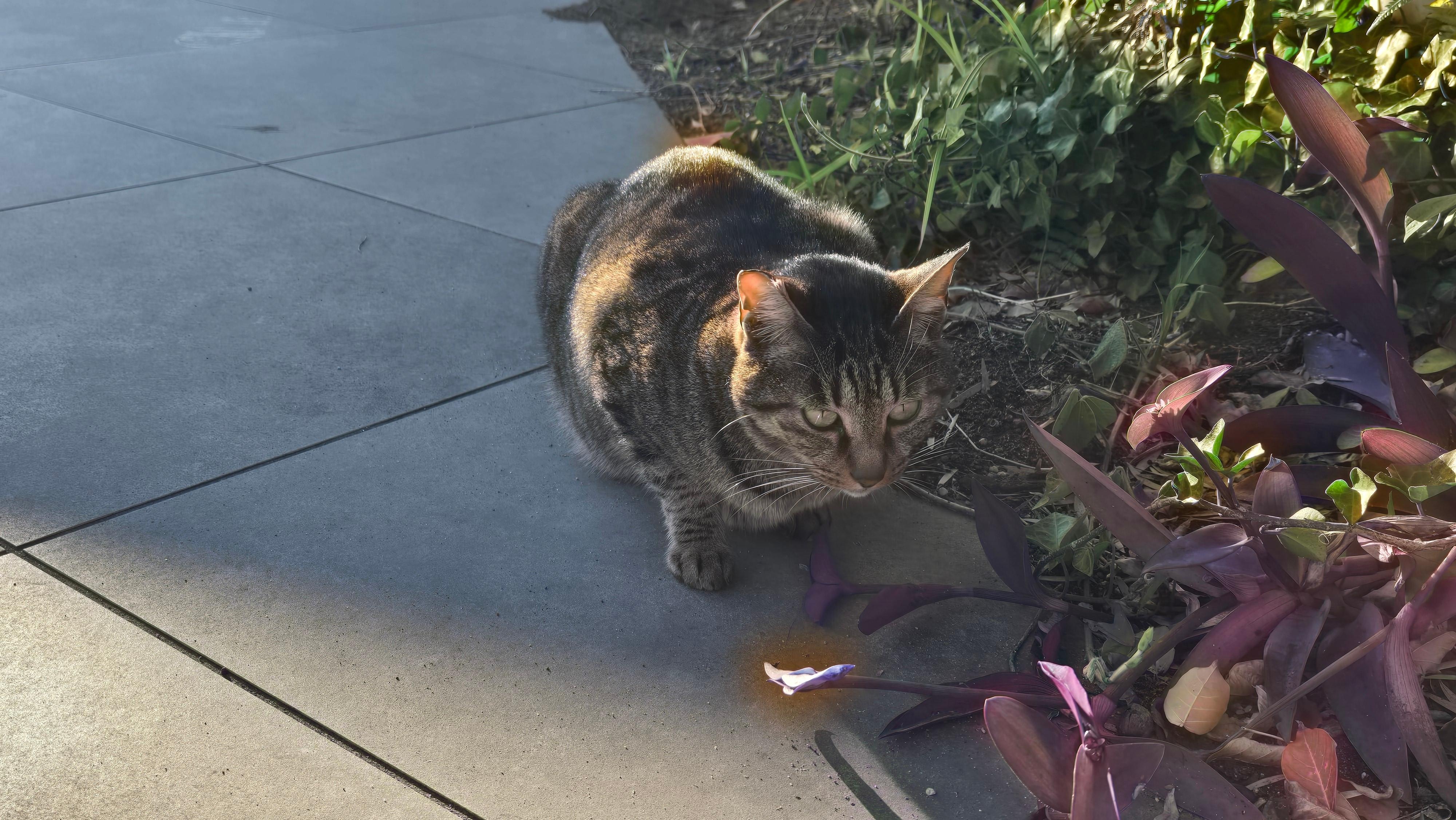 ガーデンテラスのぬし
逃げなくて大人しい