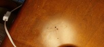 tote Insekte Nachttisch