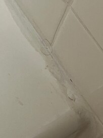 Hair on tub and on toilet