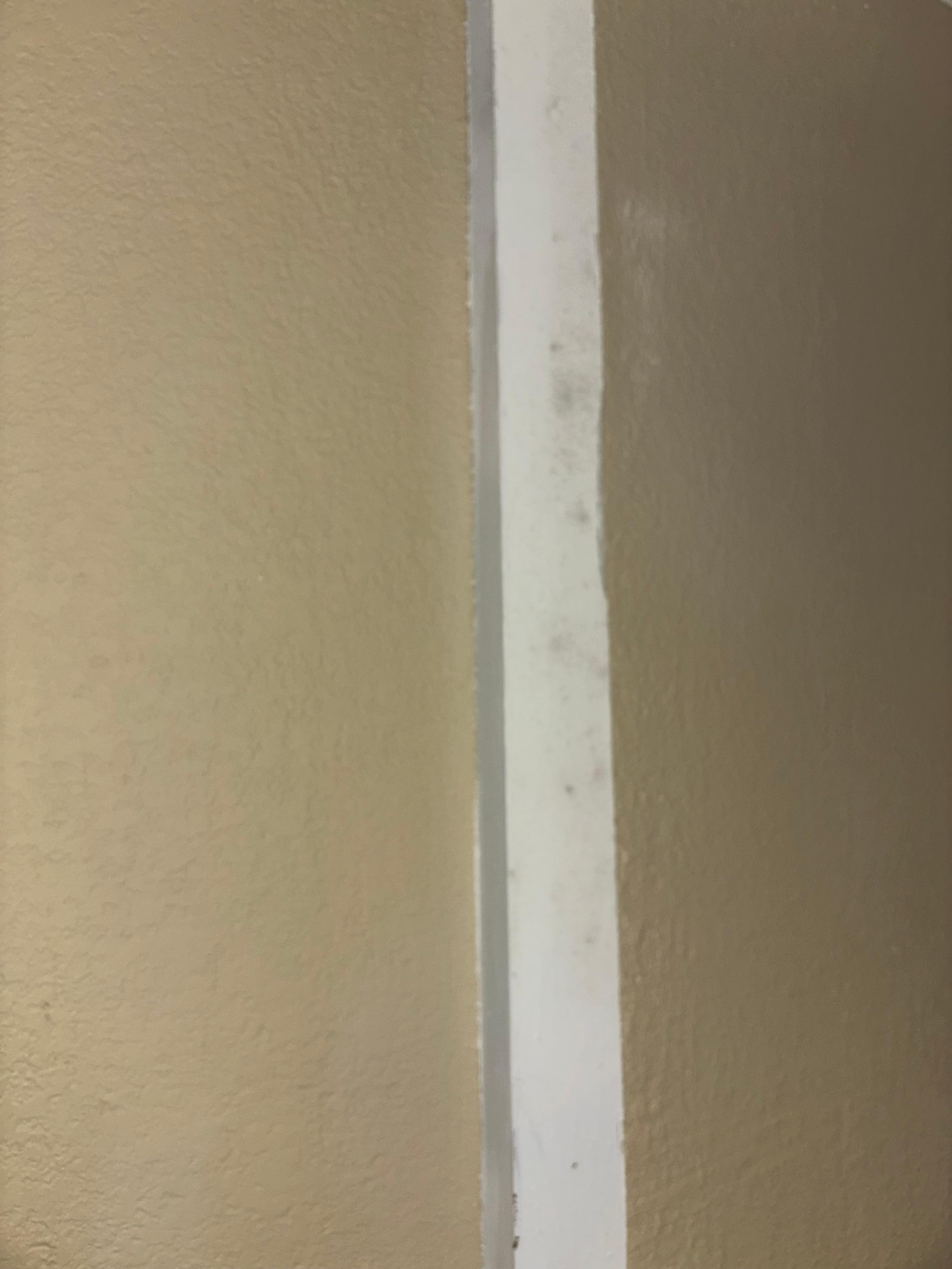 Black mold☠️🏴‍☠️