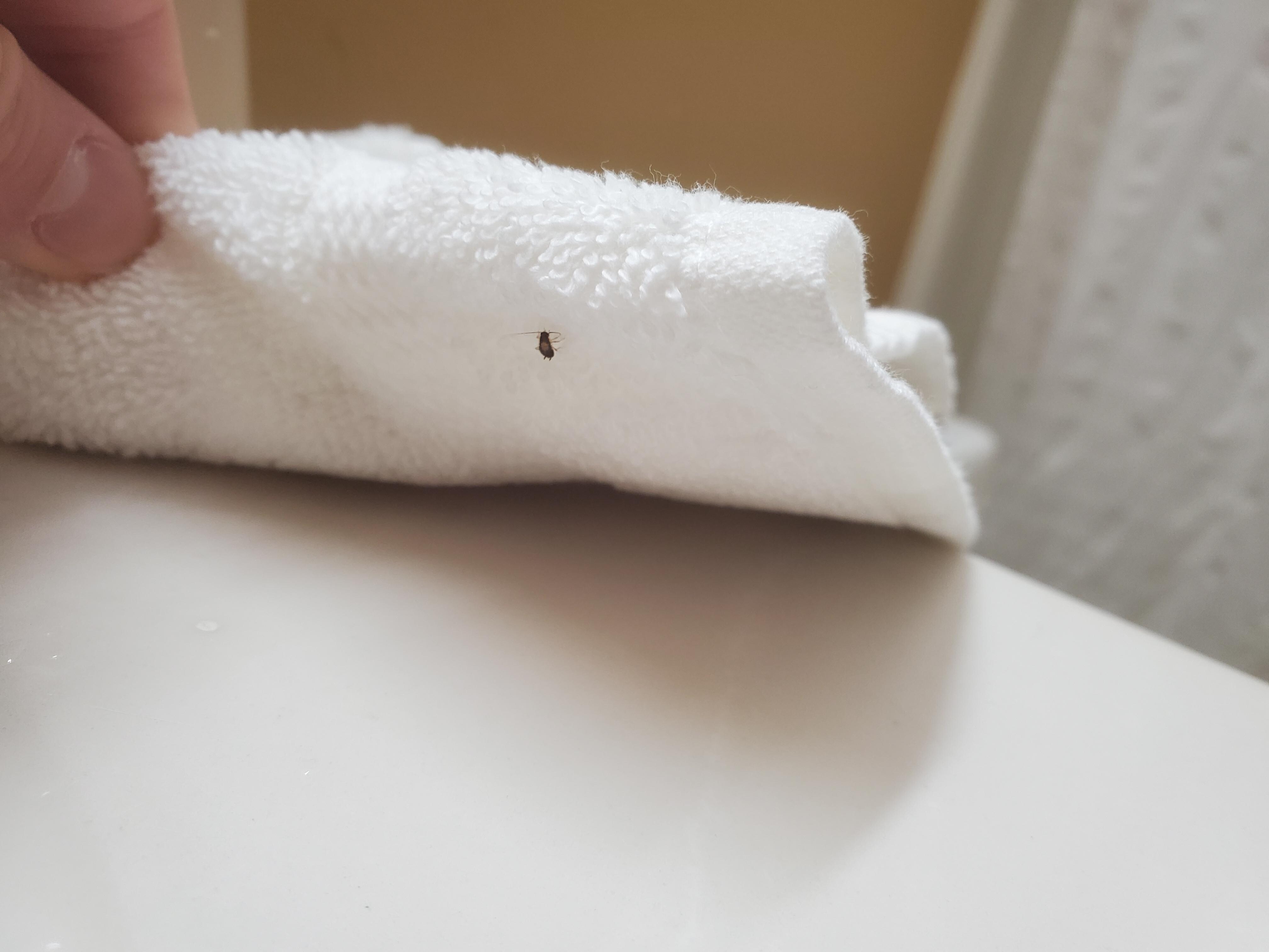 Baby Roach