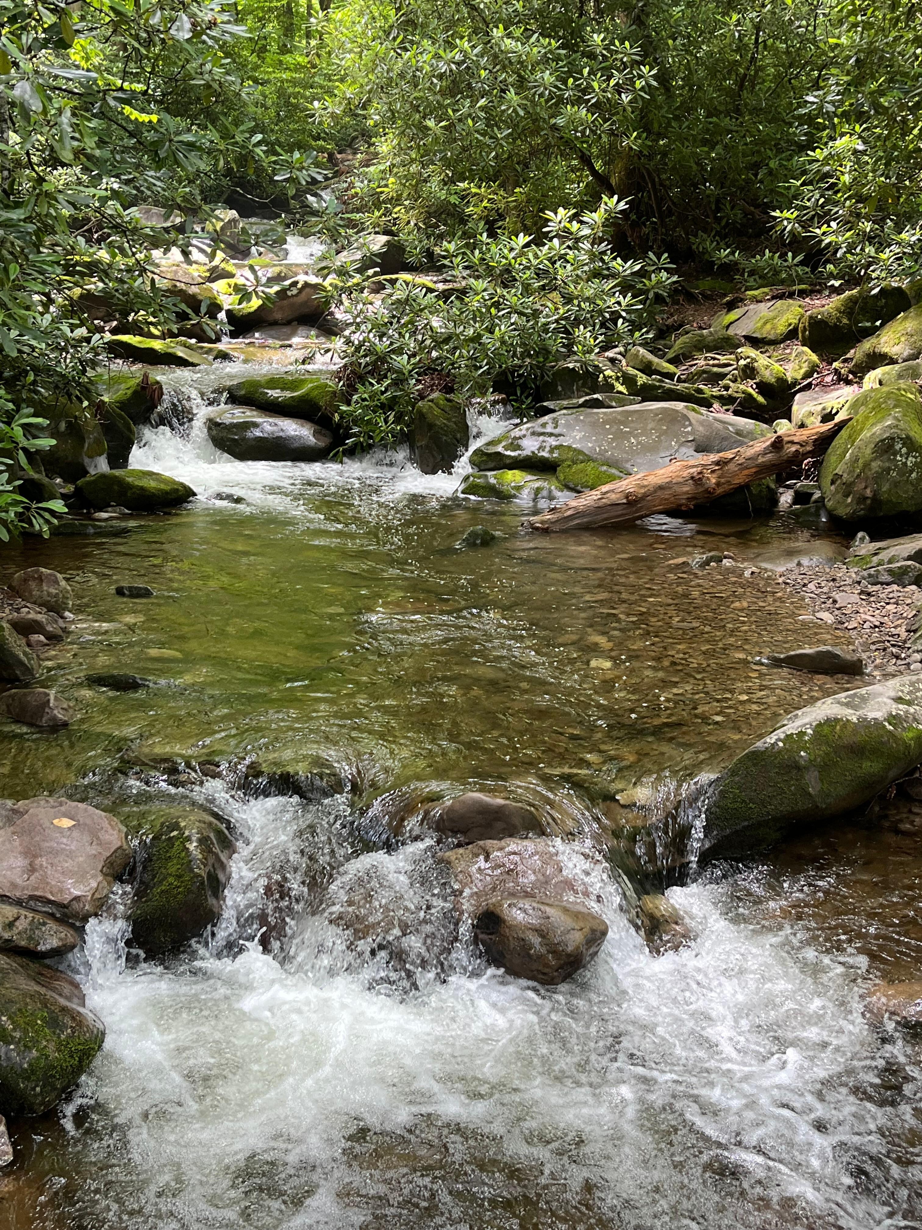 Creek on Hen Wallow Trail 