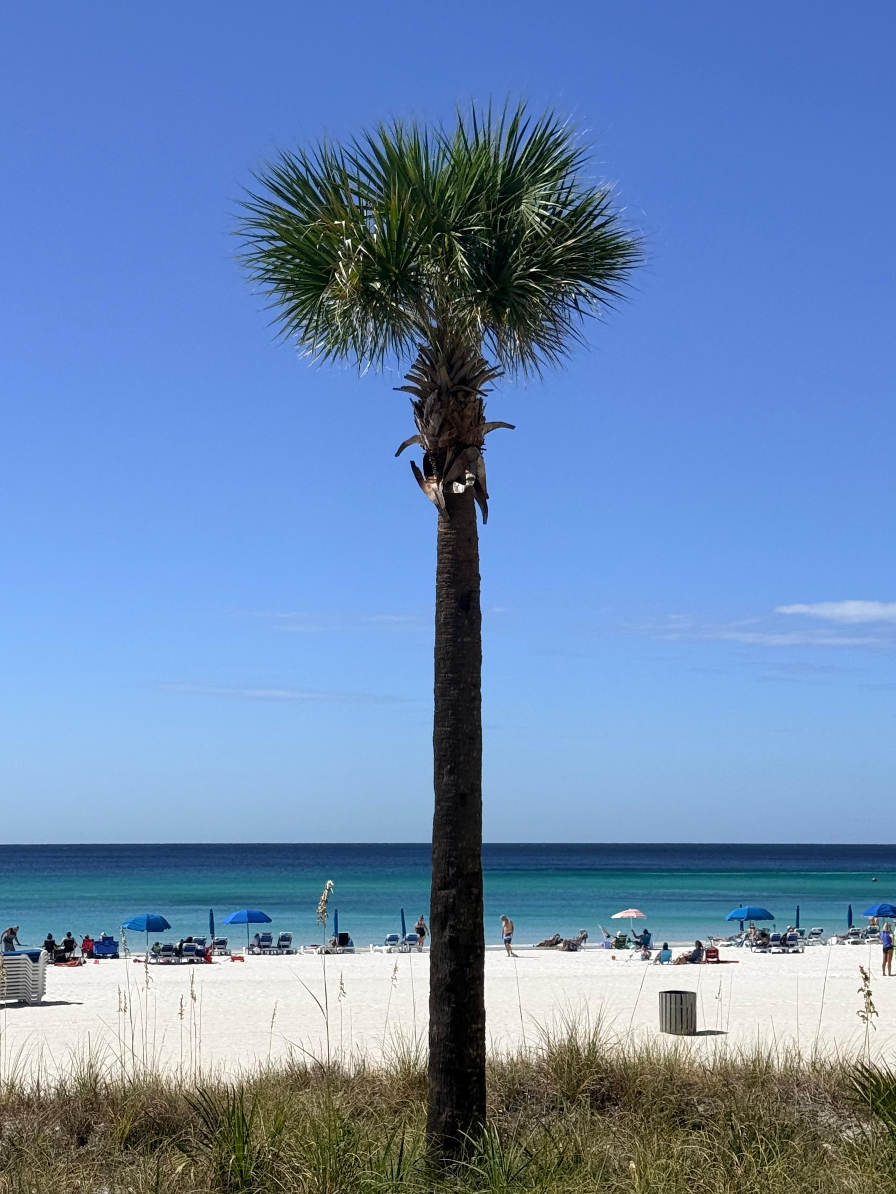 Palm tree is the back yard