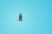 Bald eagle fly-by