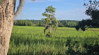 Mown paths through the property bring different views. Here, abandoned rice fields.