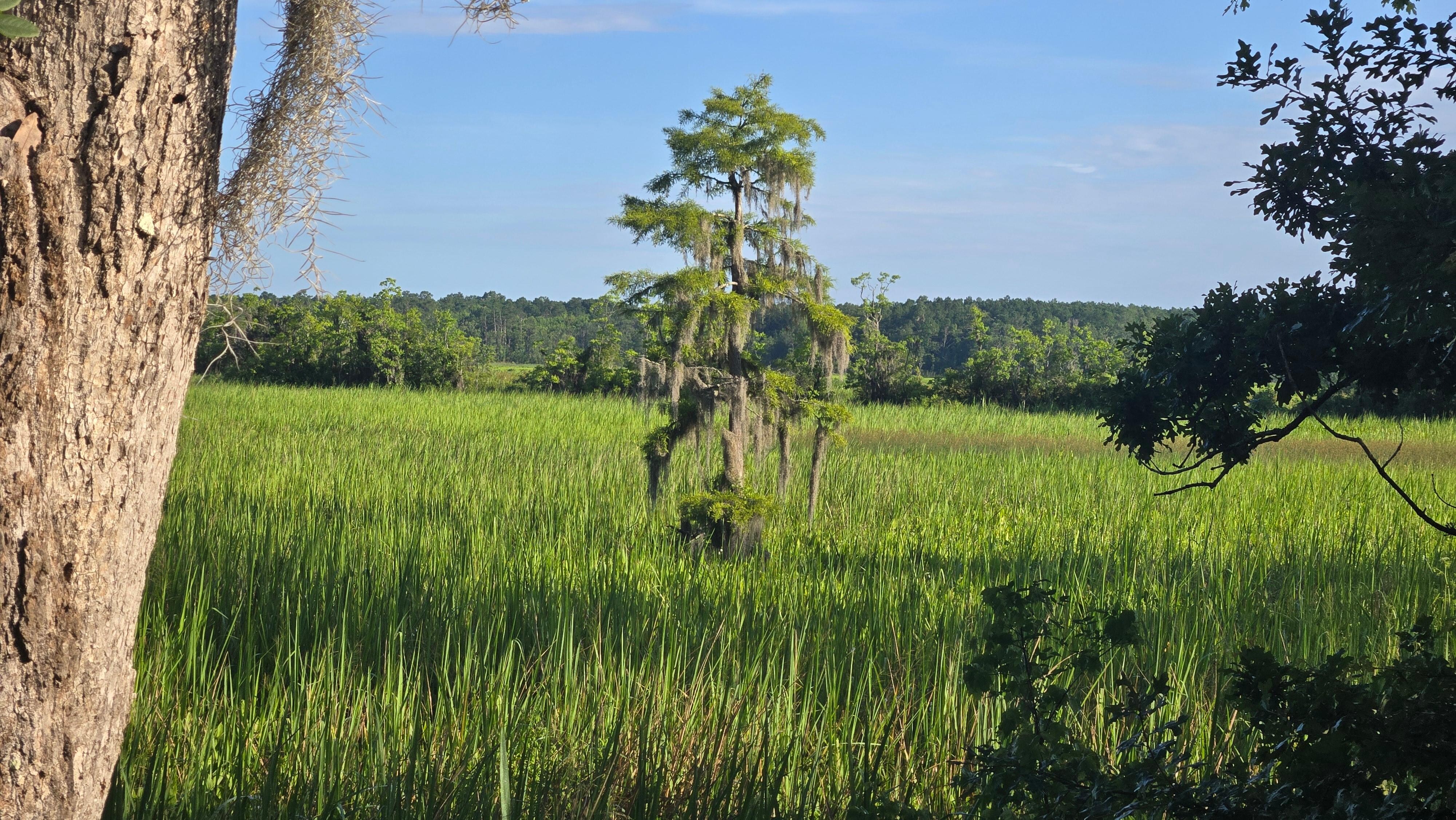 Mown paths through the property bring different views. Here, abandoned rice fields.