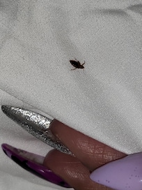 They were everywhere!