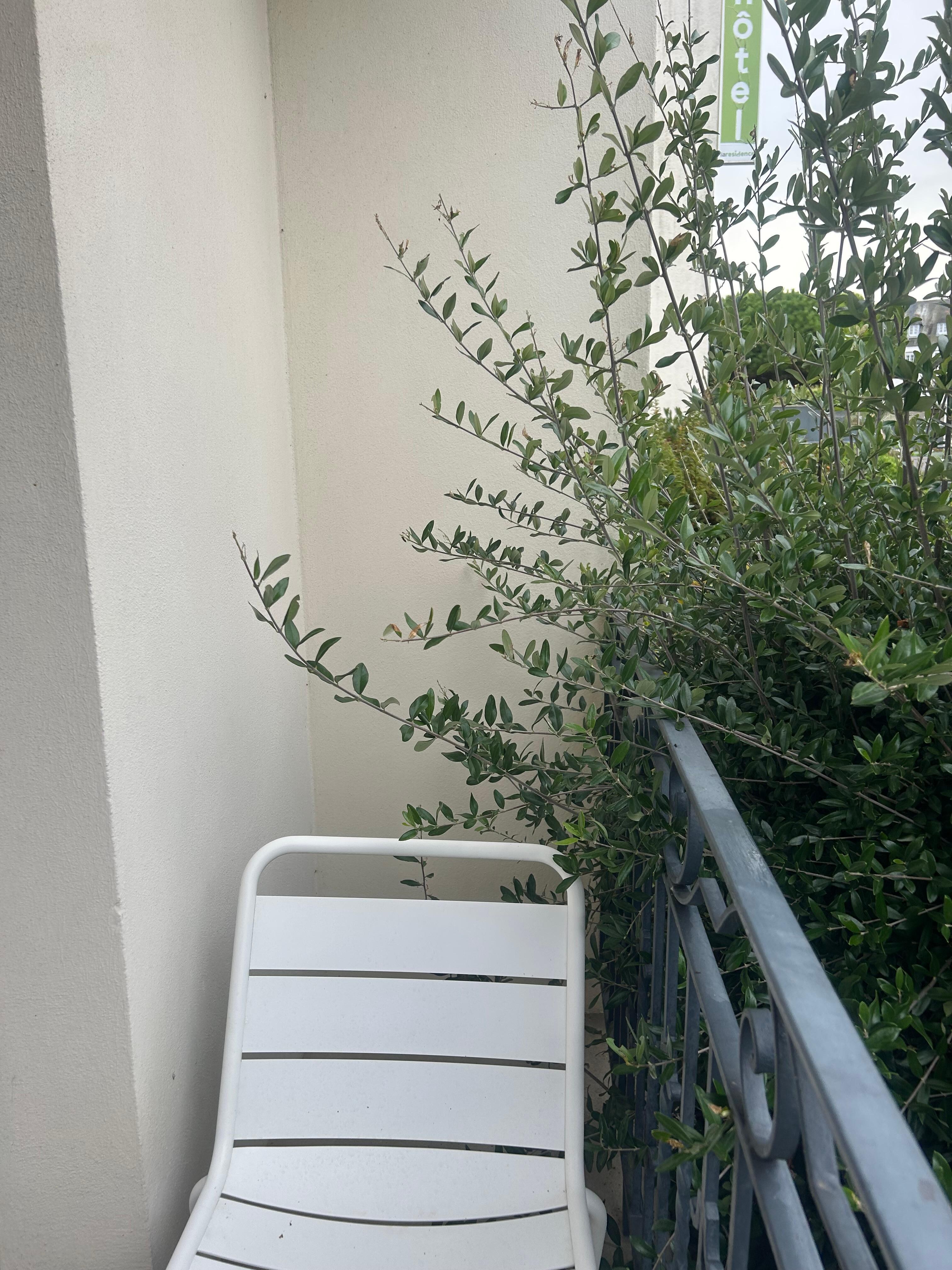 Branches sur la tête 