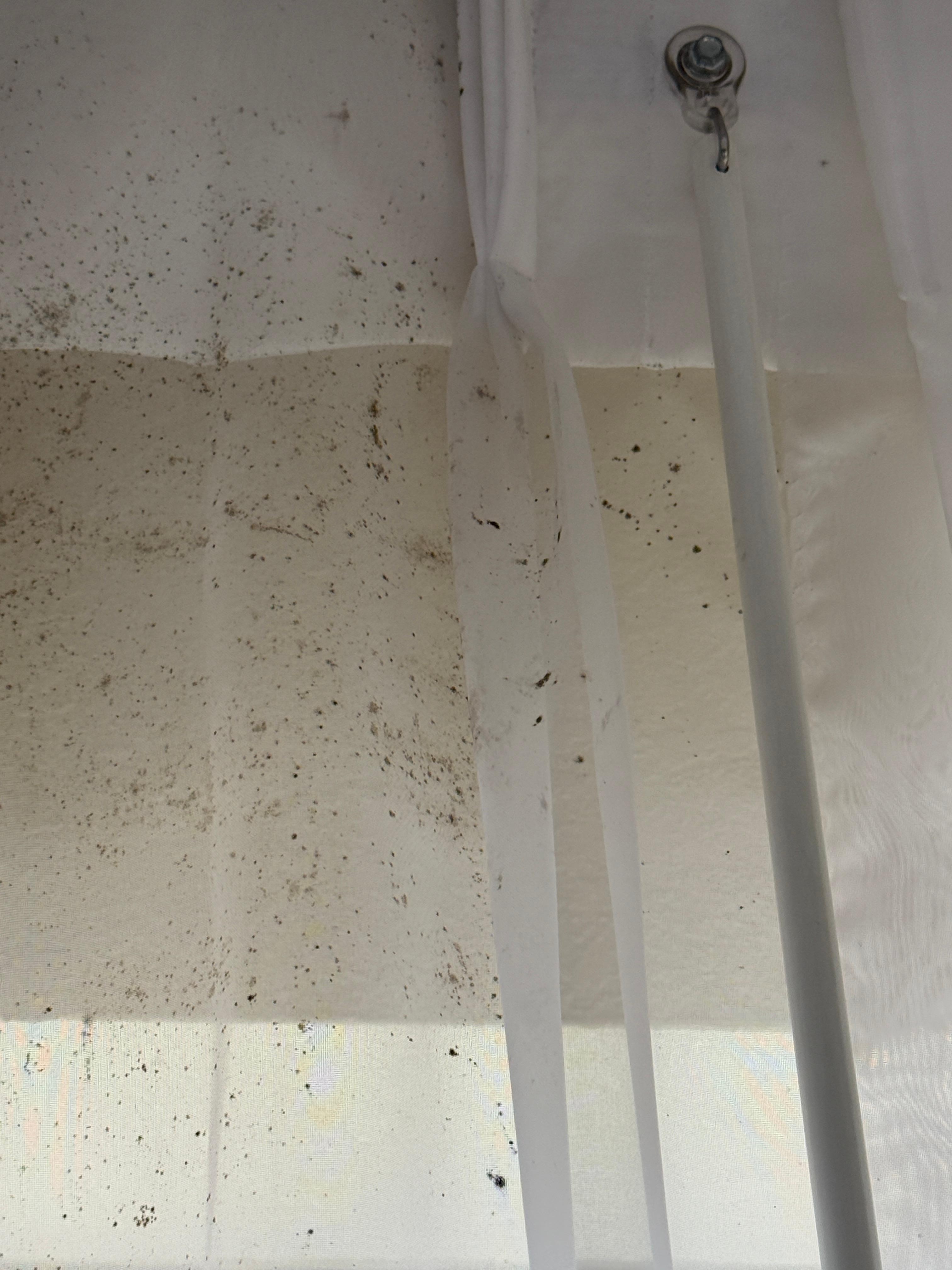 Mold on curtains
