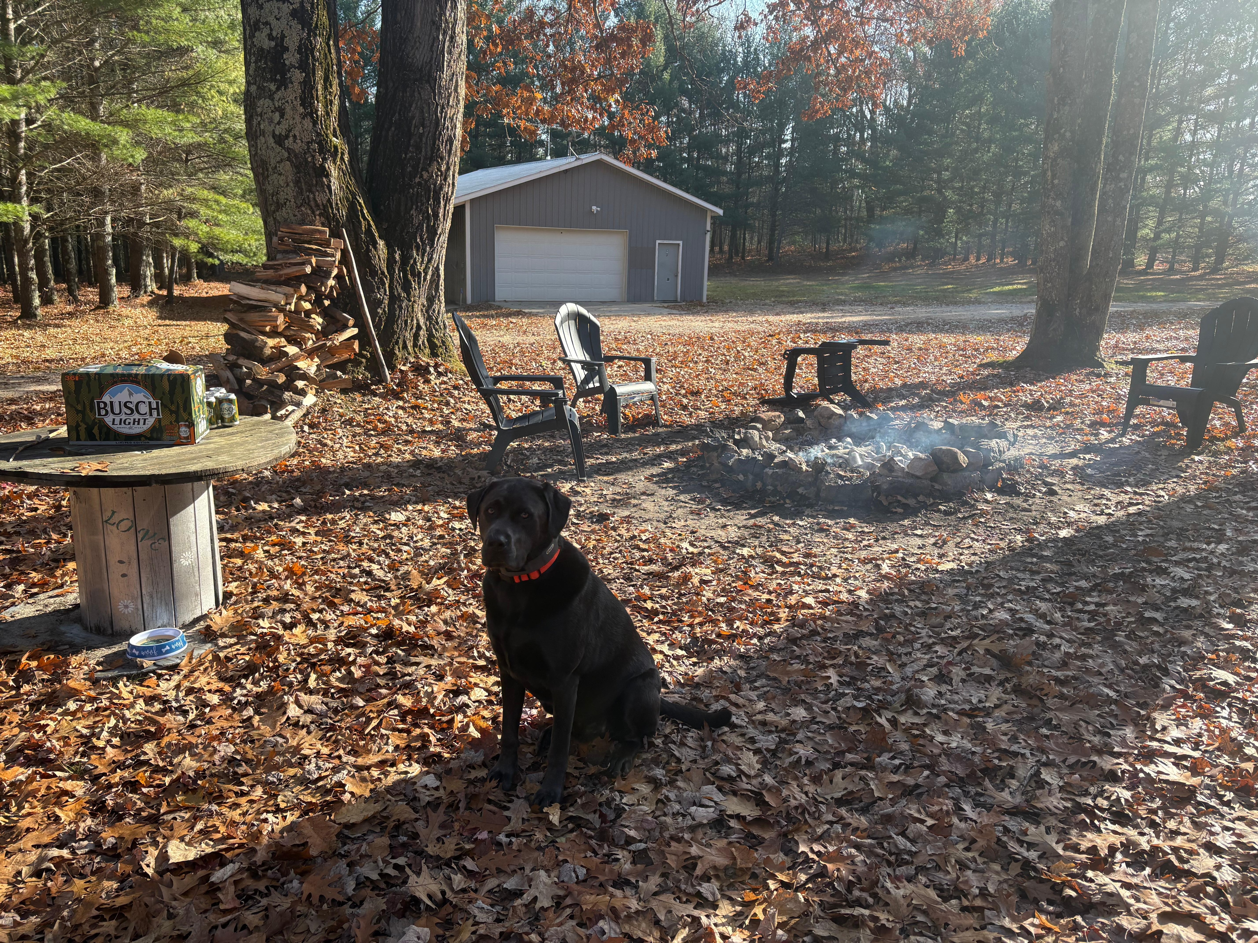 camp dog enjoying life