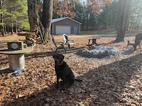 camp dog enjoying life