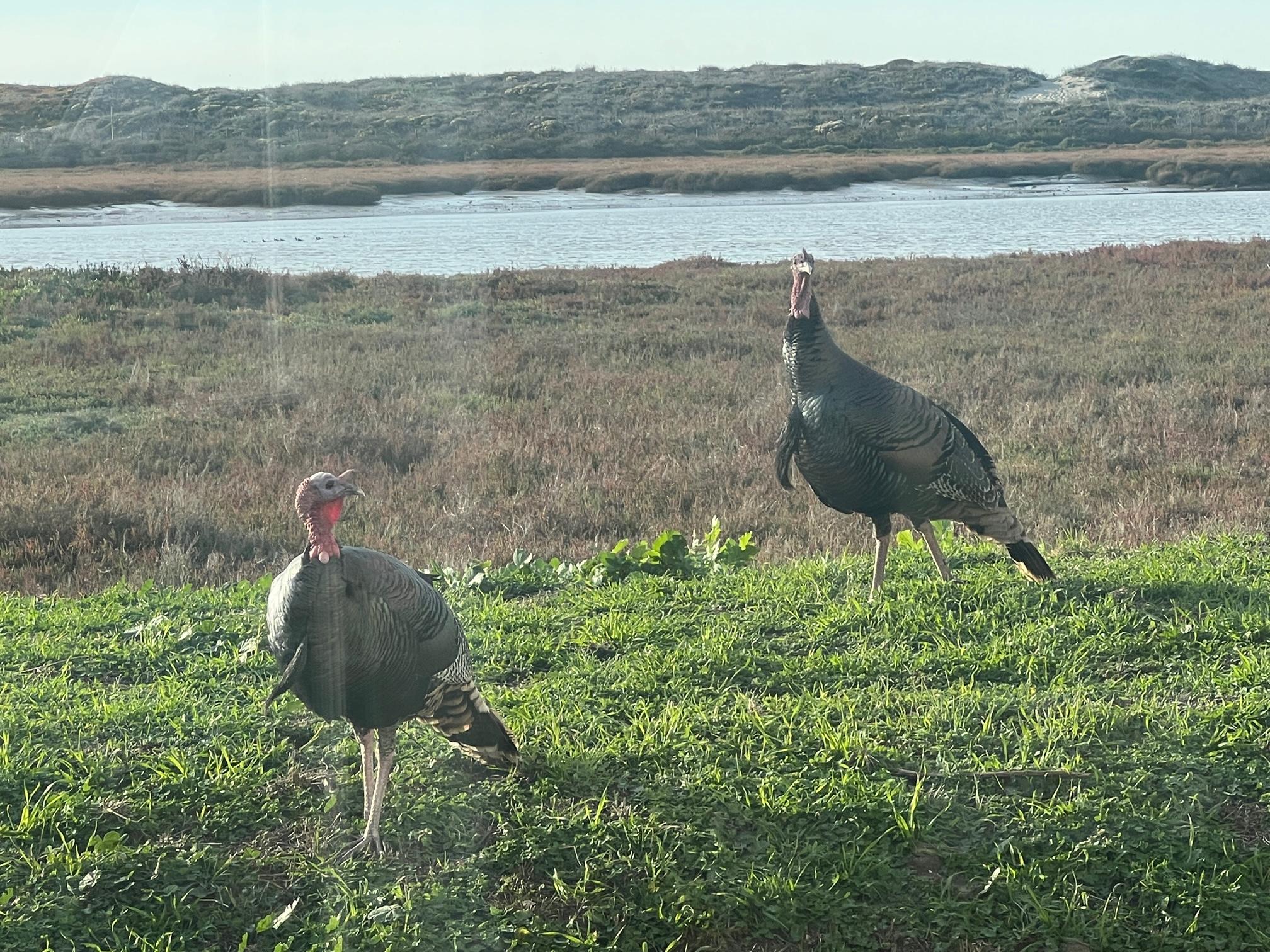 Wild turkeys!