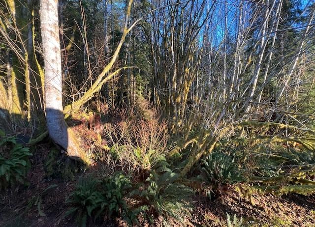 Forest from room window