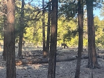 Viewing the deer from the dining room table