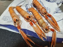 Langoustinos before cooking