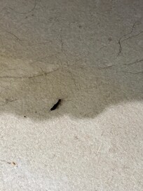 Pincher bug. Glad it didn’t crawl in our ears!