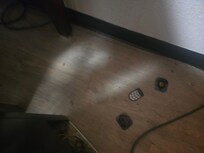 The picture after the dispersal. These are probably the dead ones