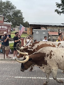 Cattle drive