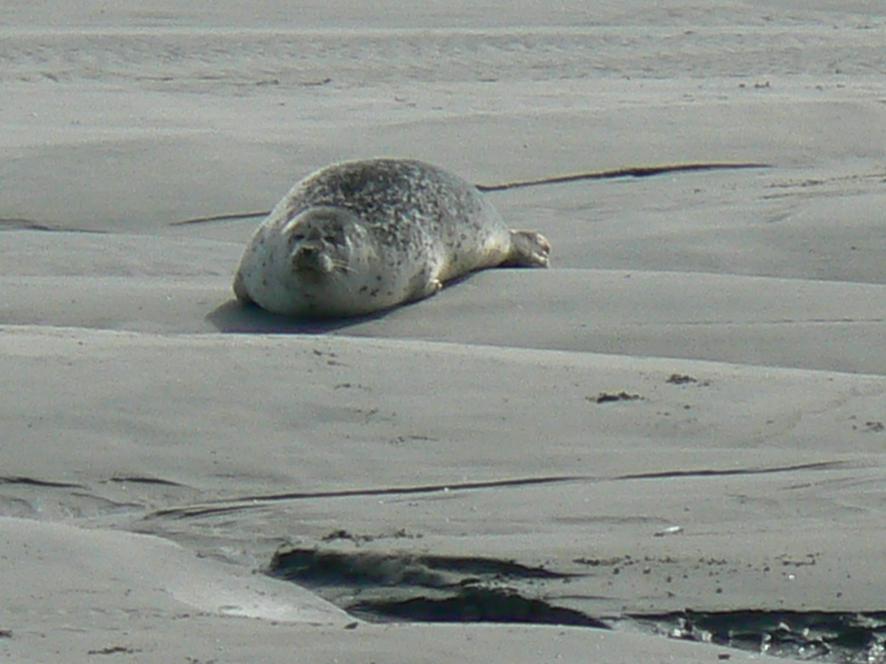 phoque en baie d'authie