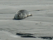 phoque en baie d'authie