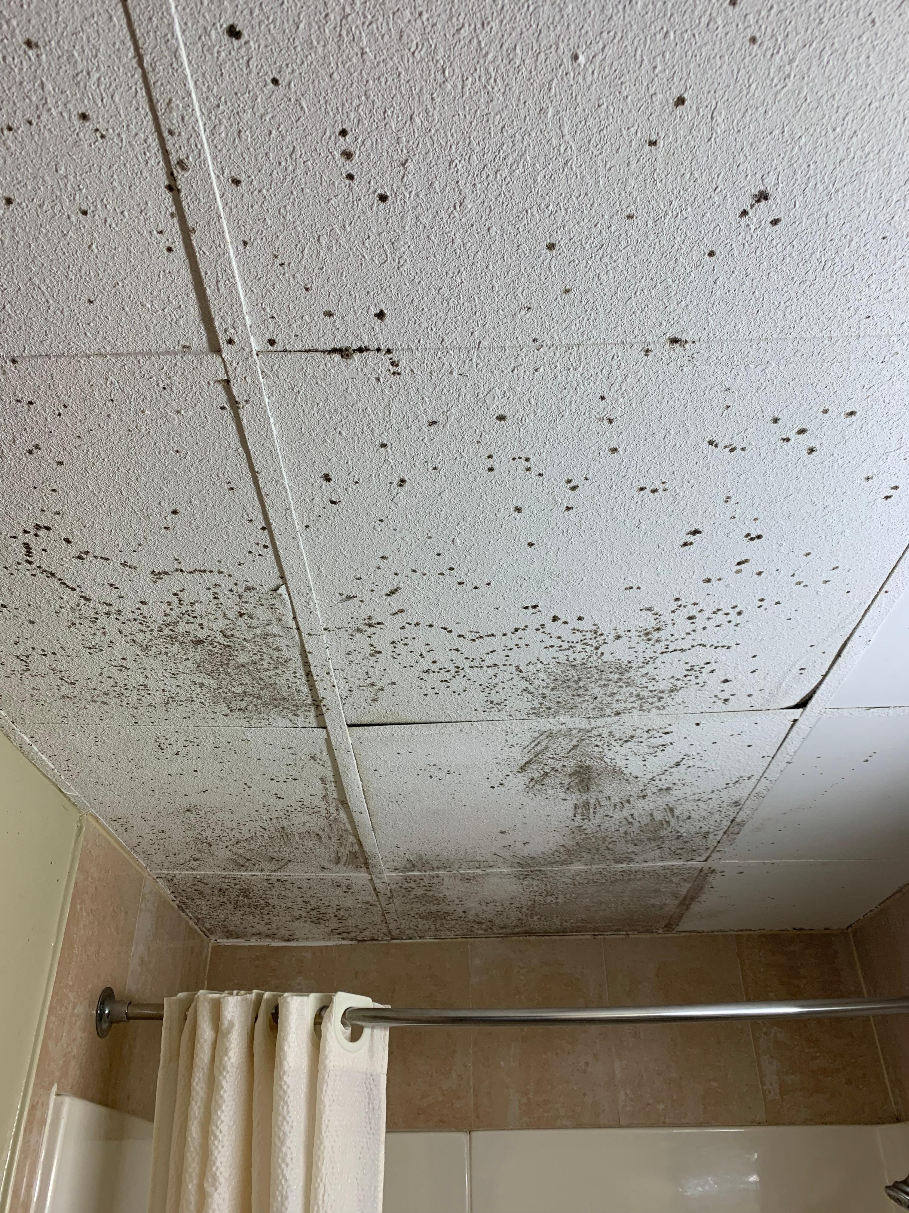 Moldy bathroom ceiling tiles