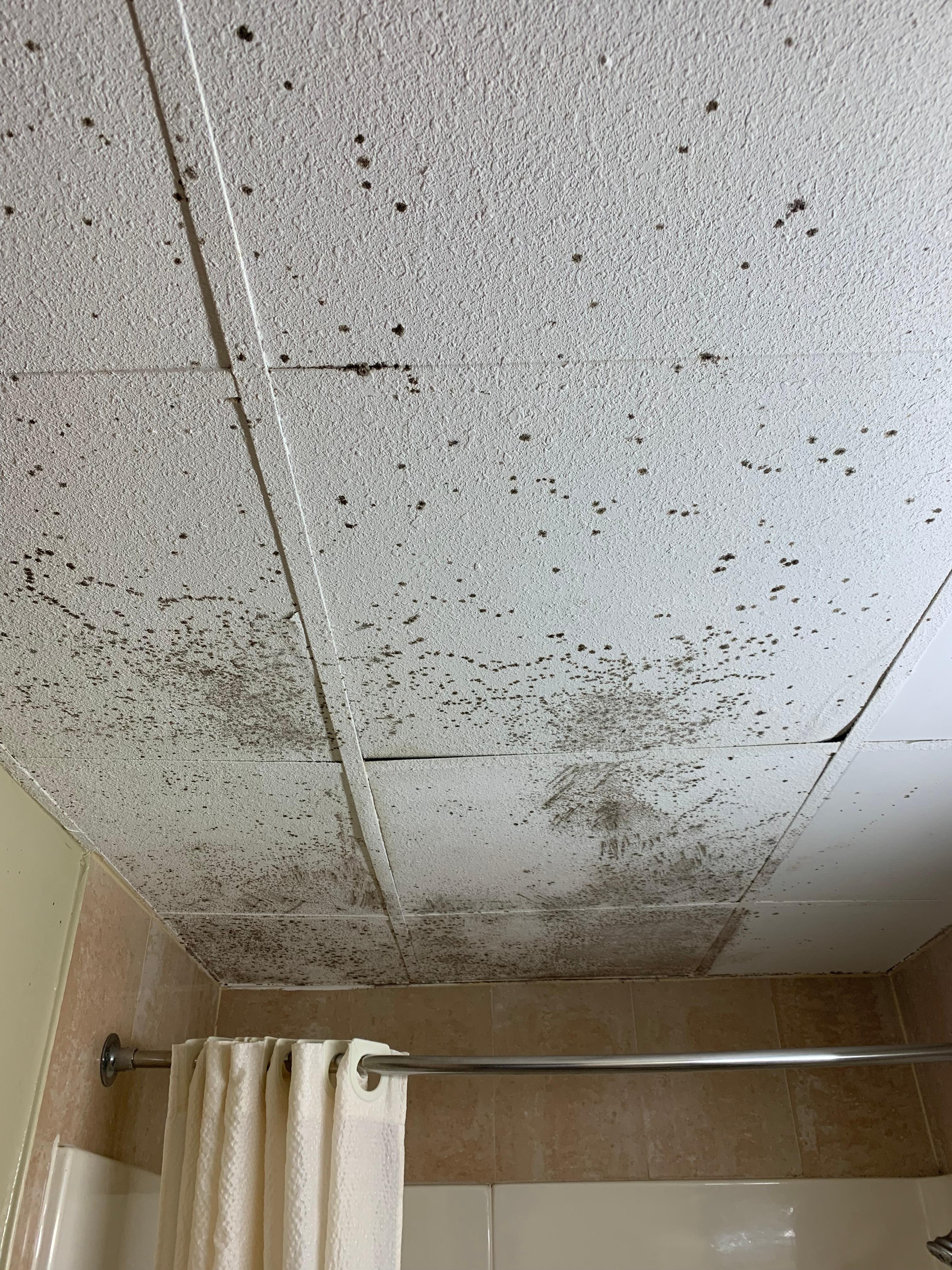 Moldy bathroom ceiling tiles