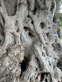 Trunk of 500 yr old olive tree