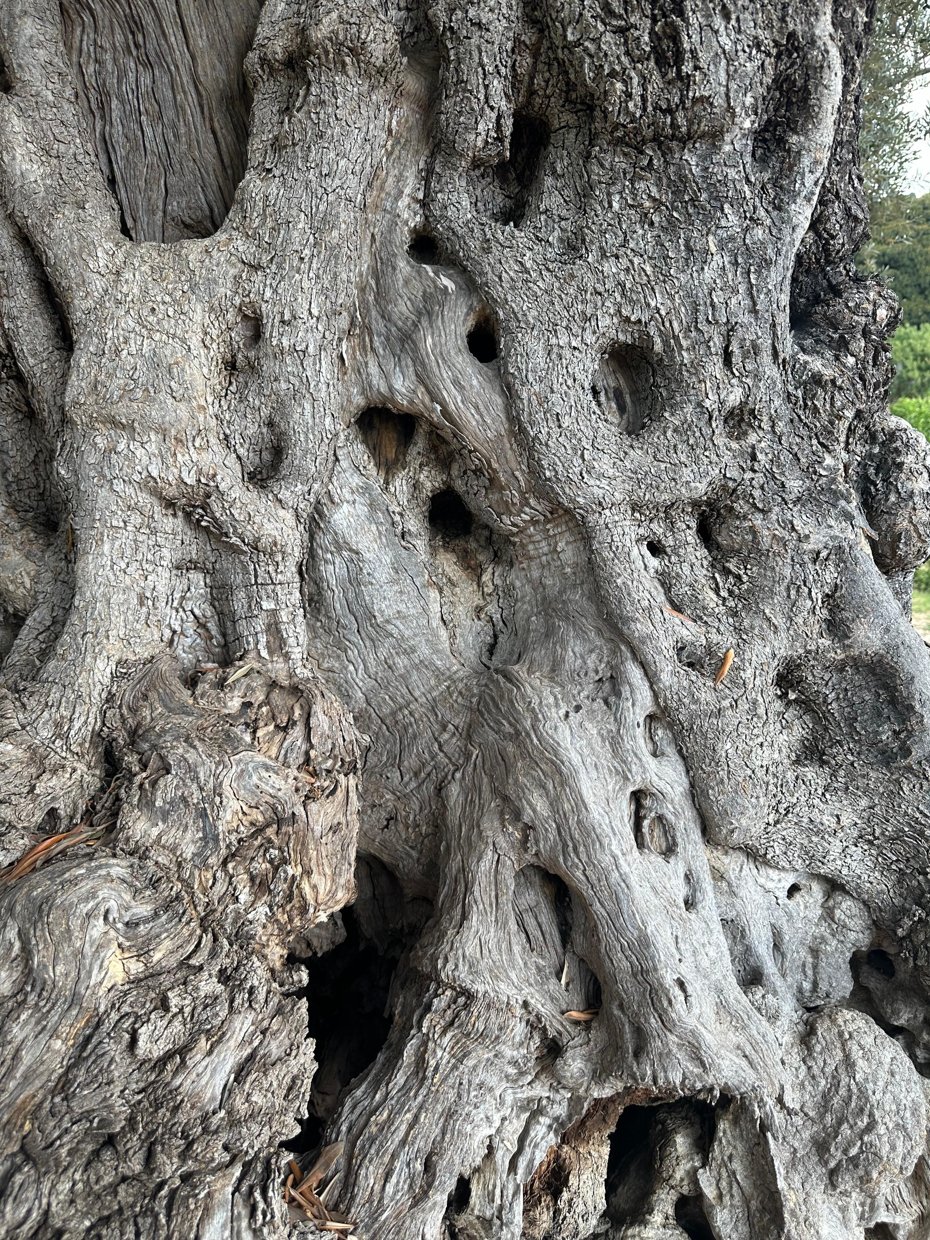Trunk of 500 yr old olive tree 