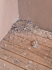 bird droppings upstairs balcony