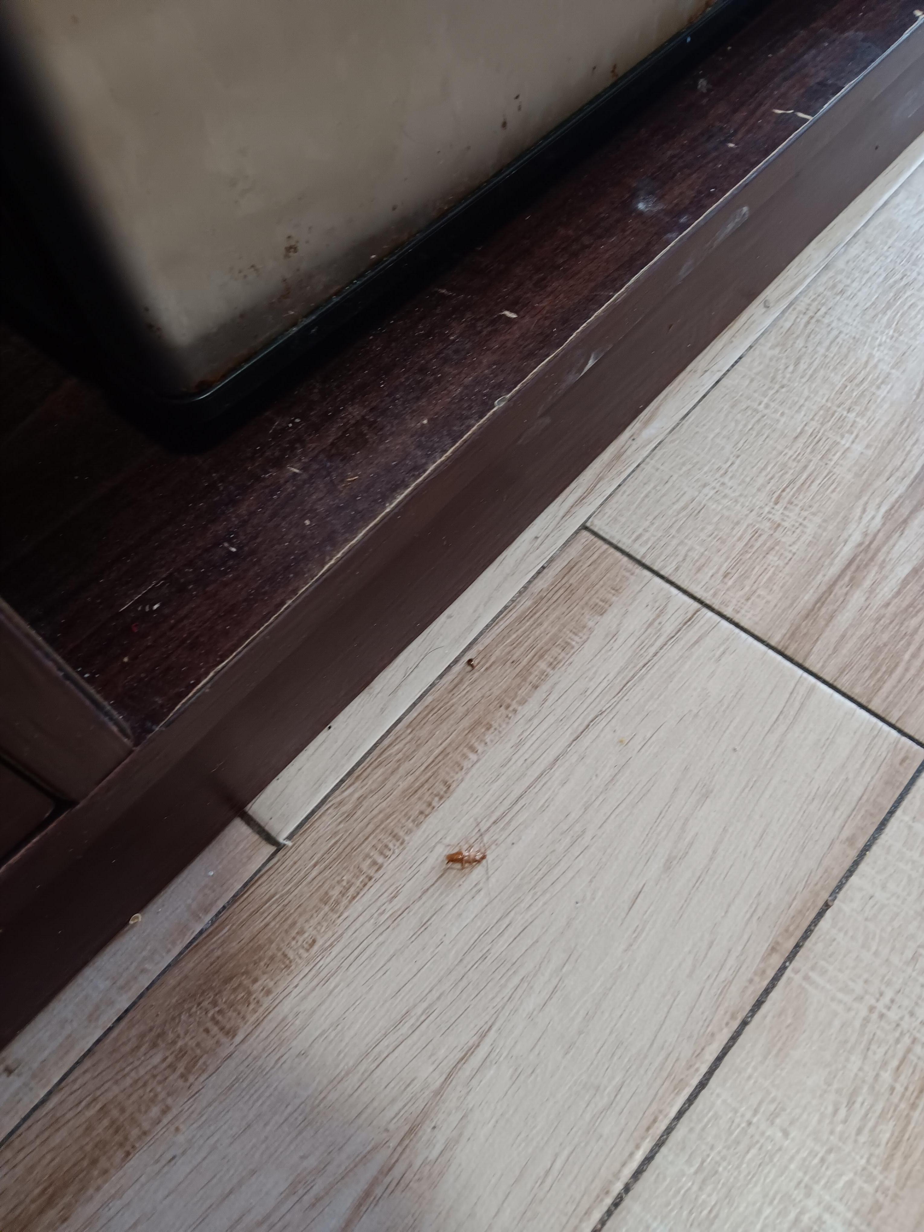 Dirty dresser and dead Roach