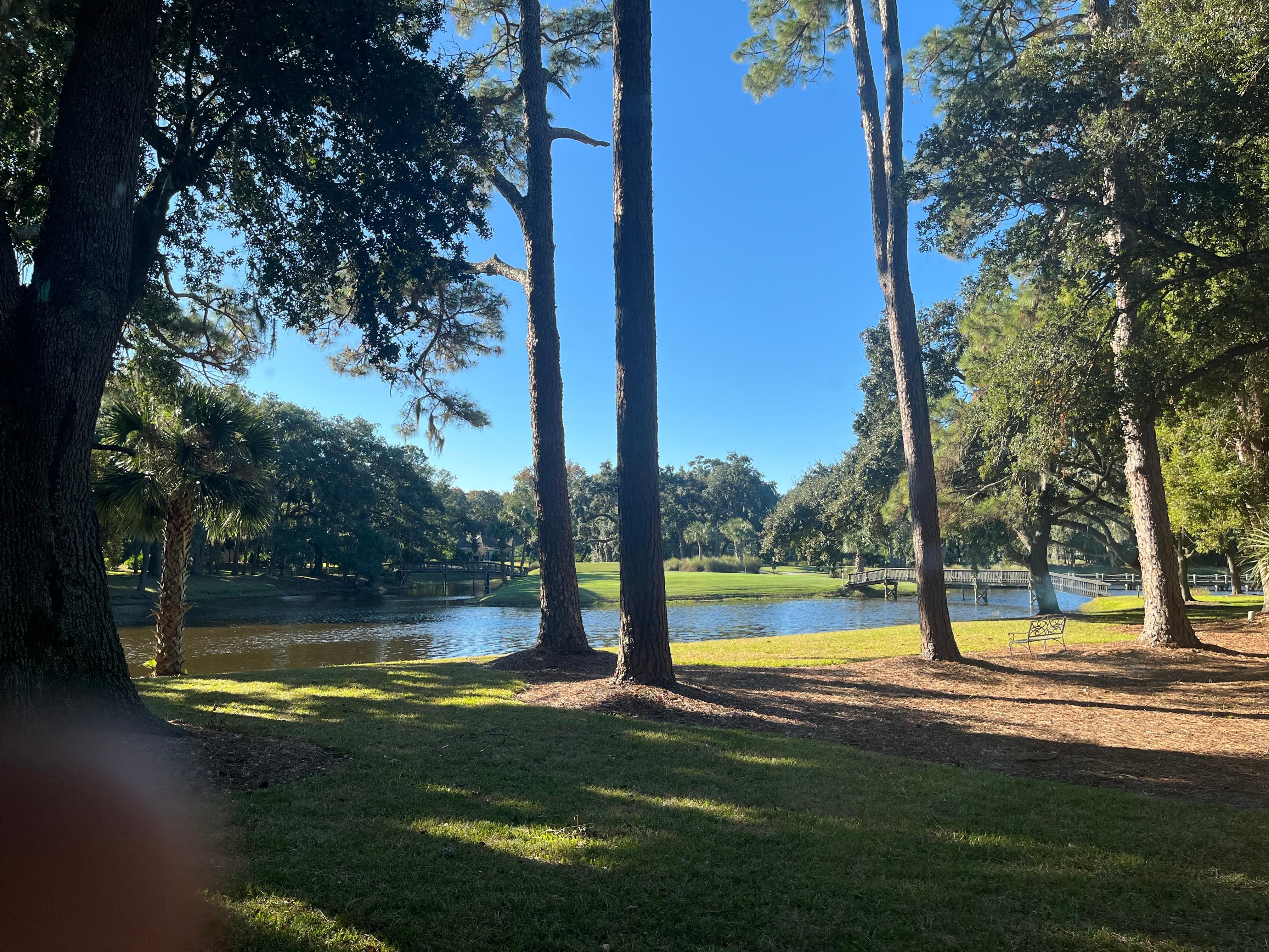 Back yard view (Be careful! Small gators in pond!)