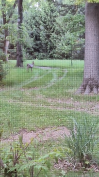Deer visiting at dusk