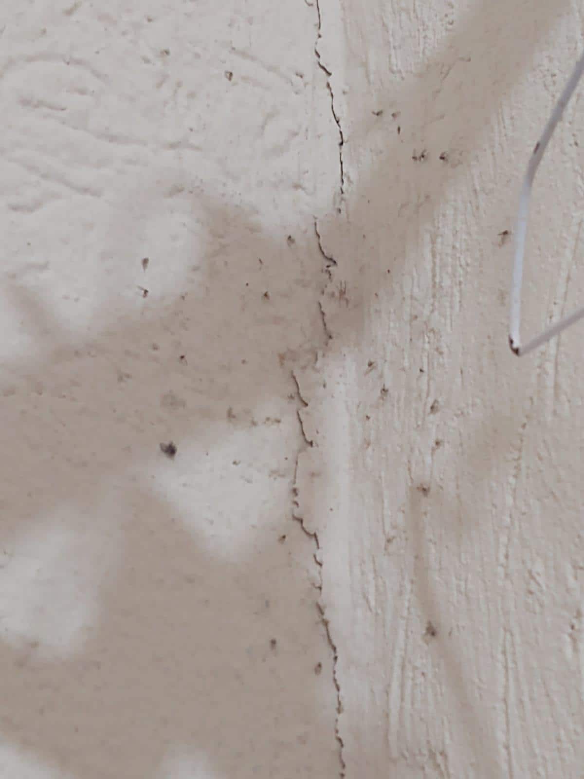 Son animalitos en la pared