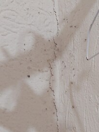 Son animalitos en la pared