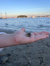 Cute hermit crab